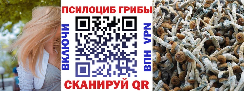 Псилоцибиновые грибы Psilocybine cubensis  Купить где  Западная Двина 